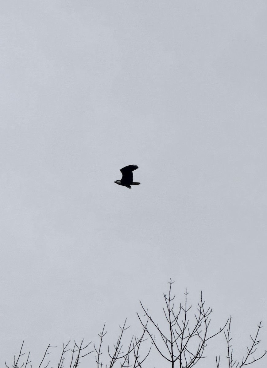 Itsas arrano buruzuria - ML644769588