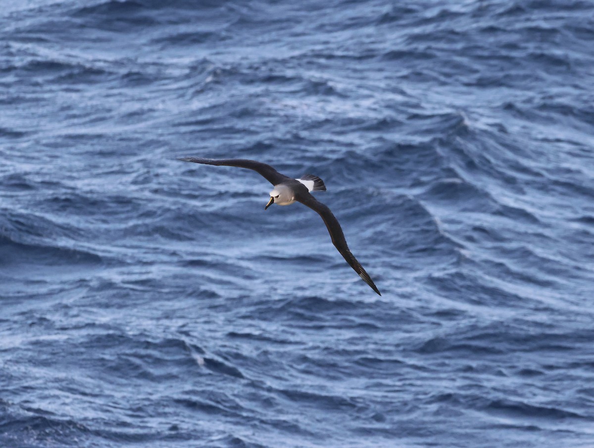 gulnesealbatross - ML644769593