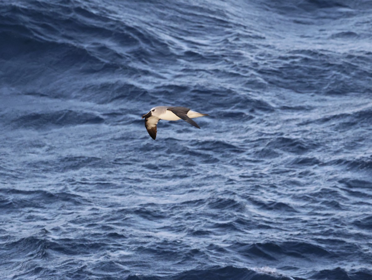 gulnesealbatross - ML644769595