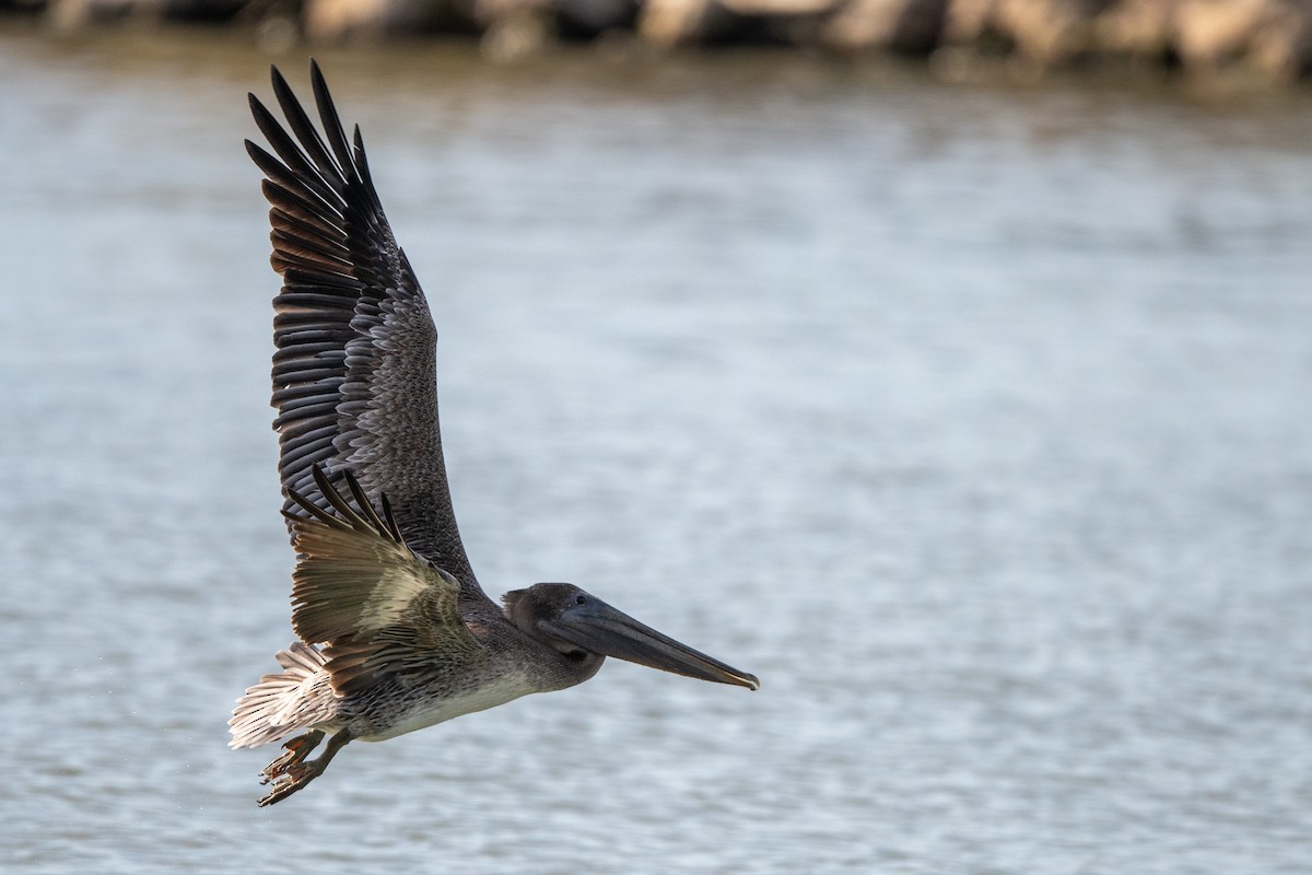 pelikán hnědý - ML644769600