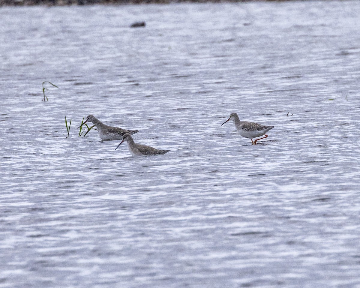 Spotted Redshank - ML644769608