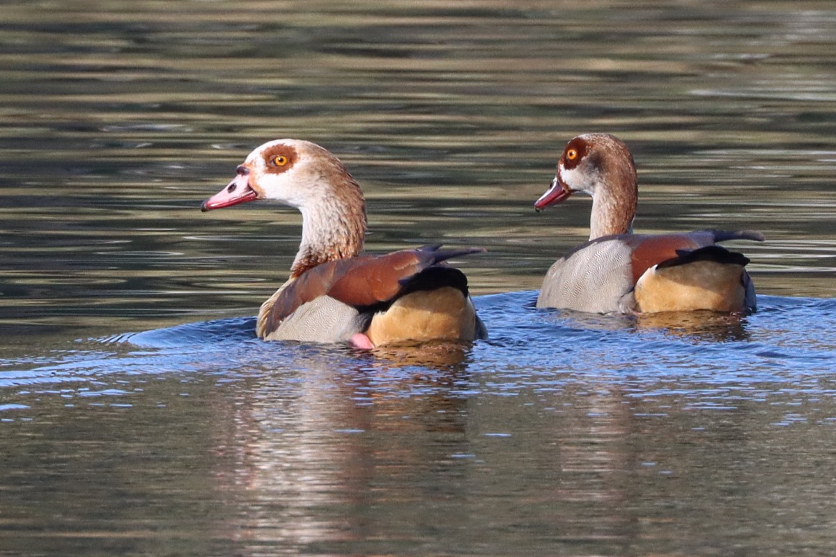 Egyptian Goose - ML644769628