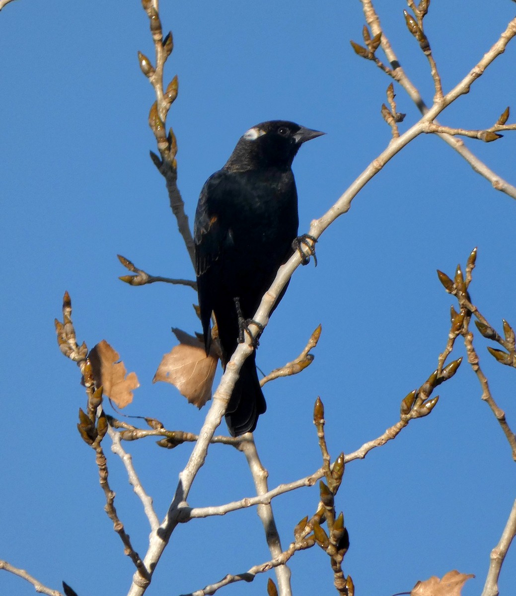 Red-winged Blackbird - ML644769629