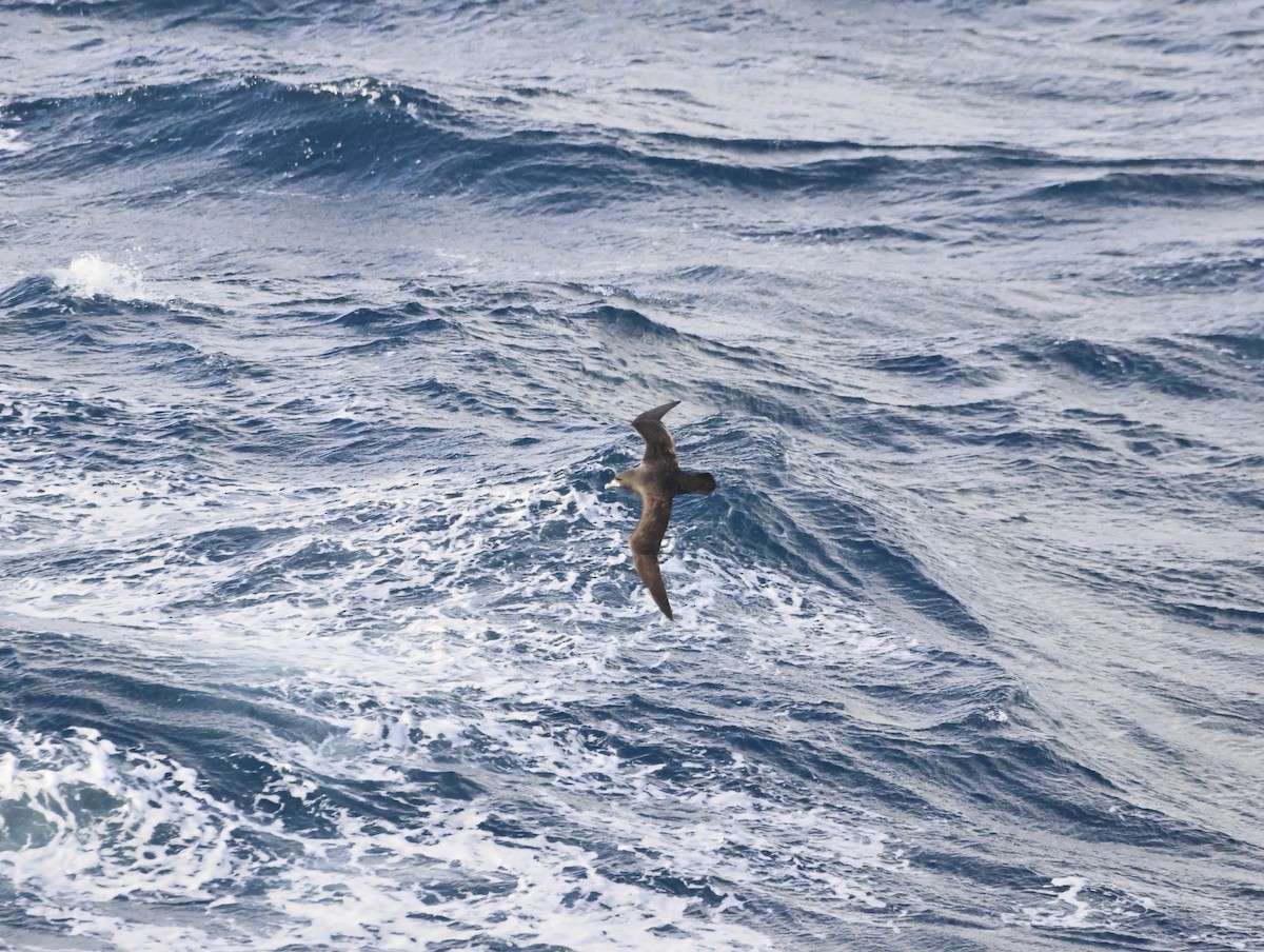 White-chinned Petrel - ML644769631