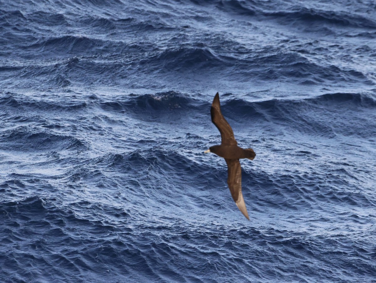 White-chinned Petrel - ML644769632