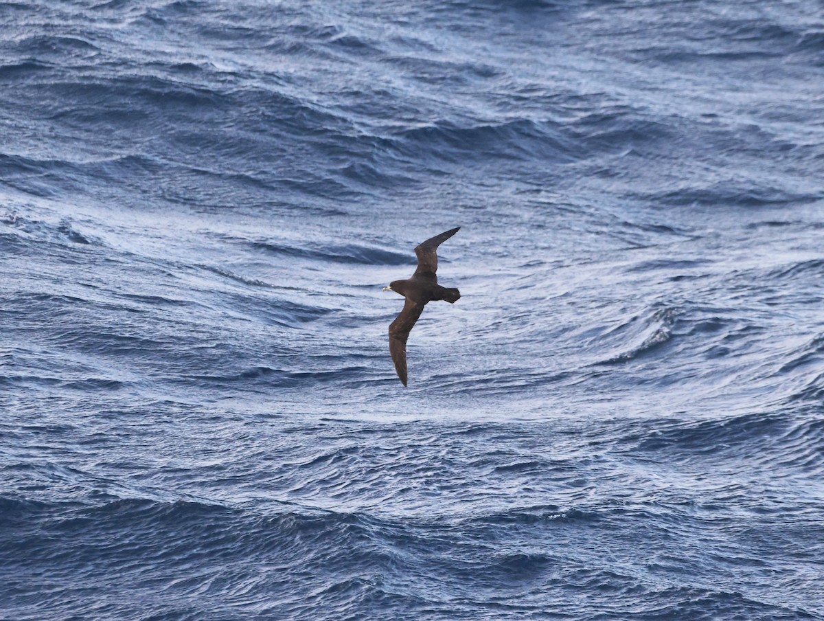 White-chinned Petrel - ML644769633