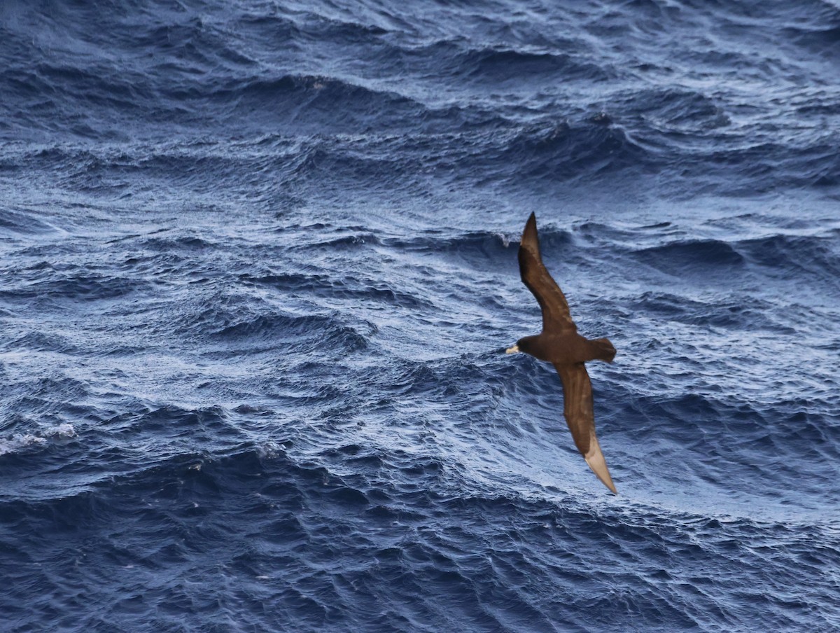 White-chinned Petrel - ML644769634