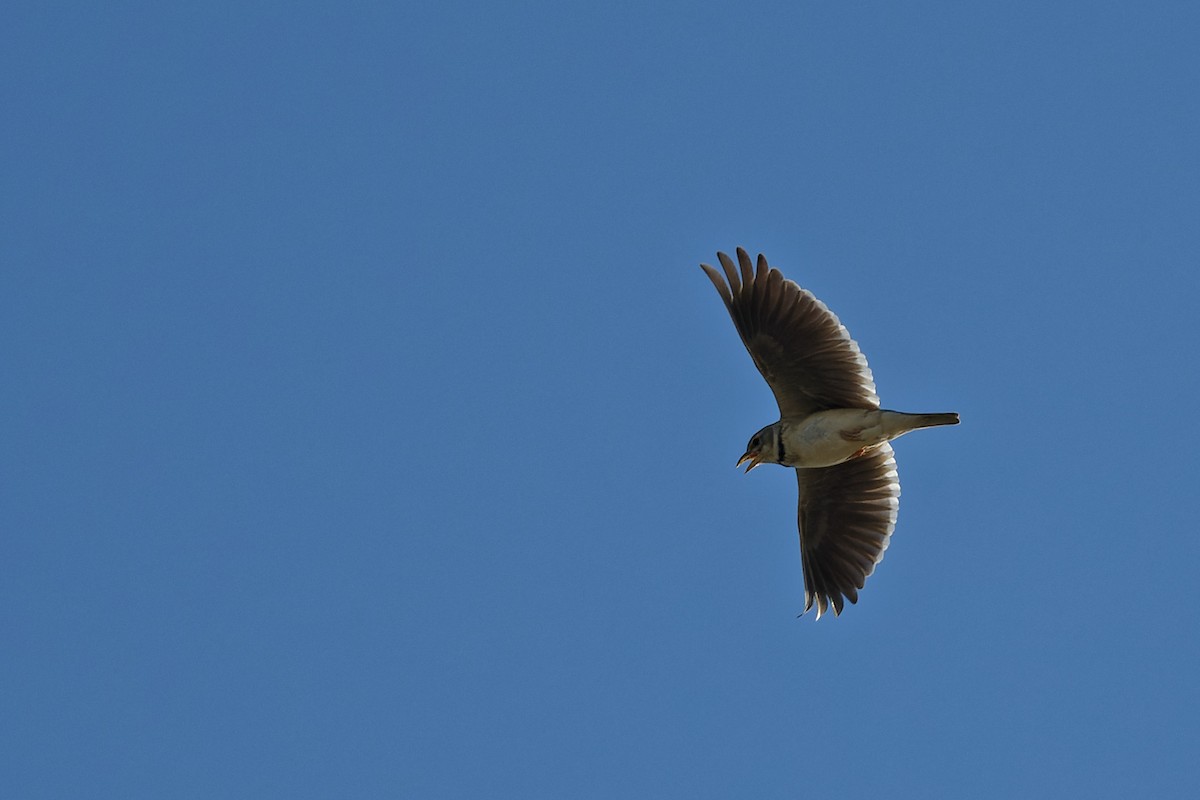 Kalanderlerche - ML644769637