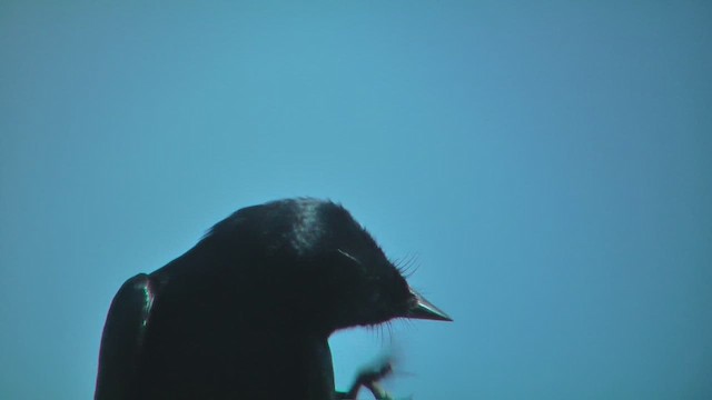 Black Drongo - ML644769644