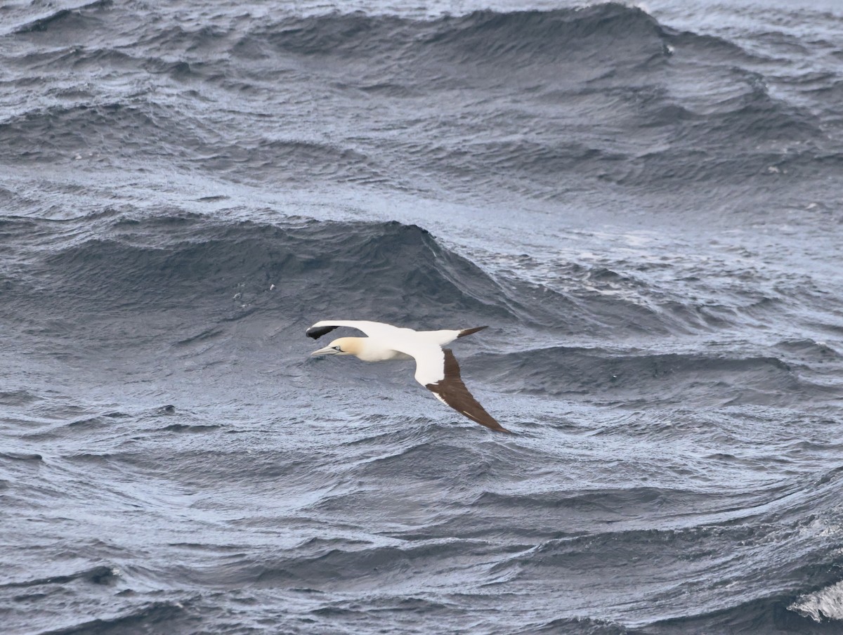 Капская олуша - ML644769645