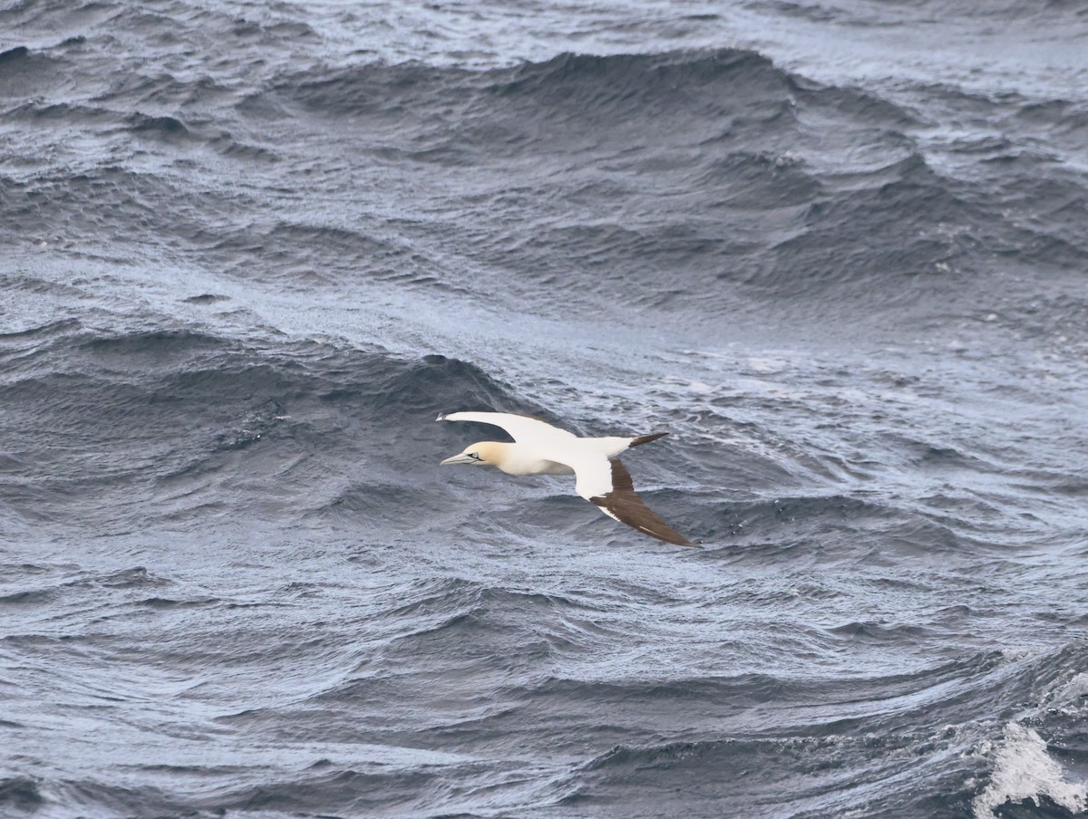 Капская олуша - ML644769646