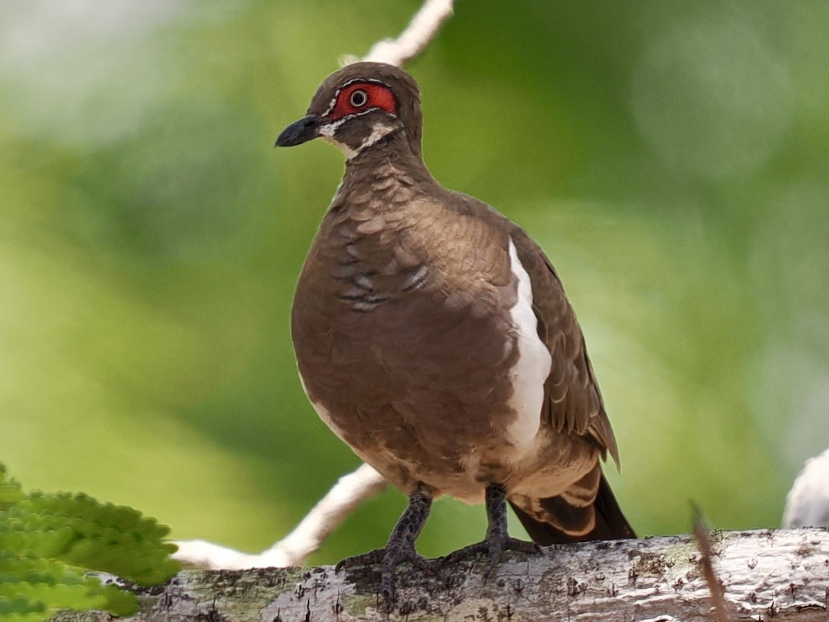 Partridge Pigeon - ML644769669