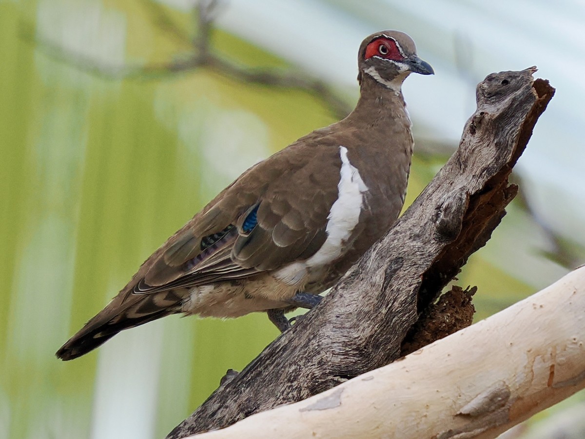 Partridge Pigeon - ML644769670