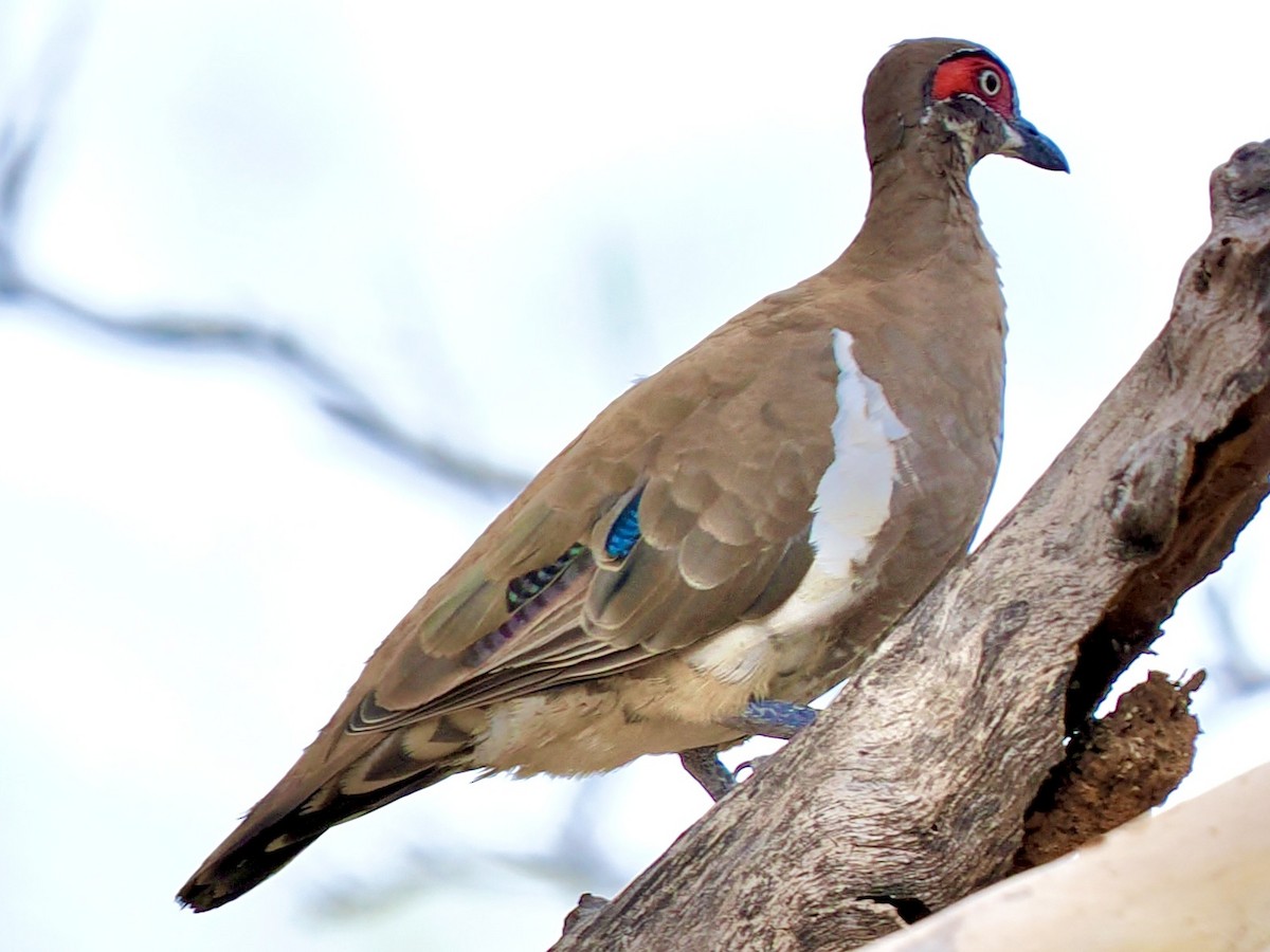 Partridge Pigeon - ML644769671