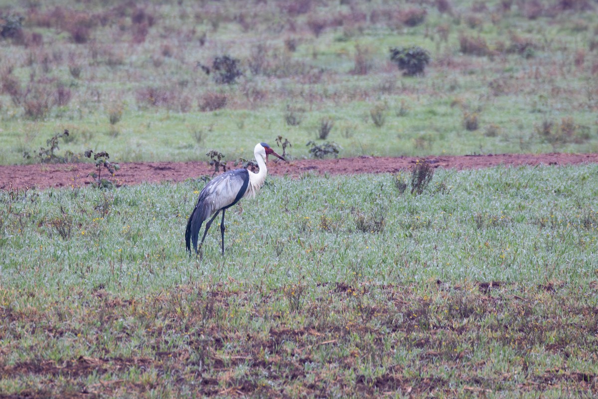 Kurrilo biboteduna - ML644769684