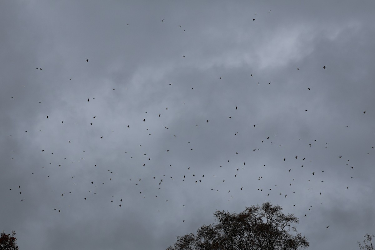 Redpoll - ML644769686