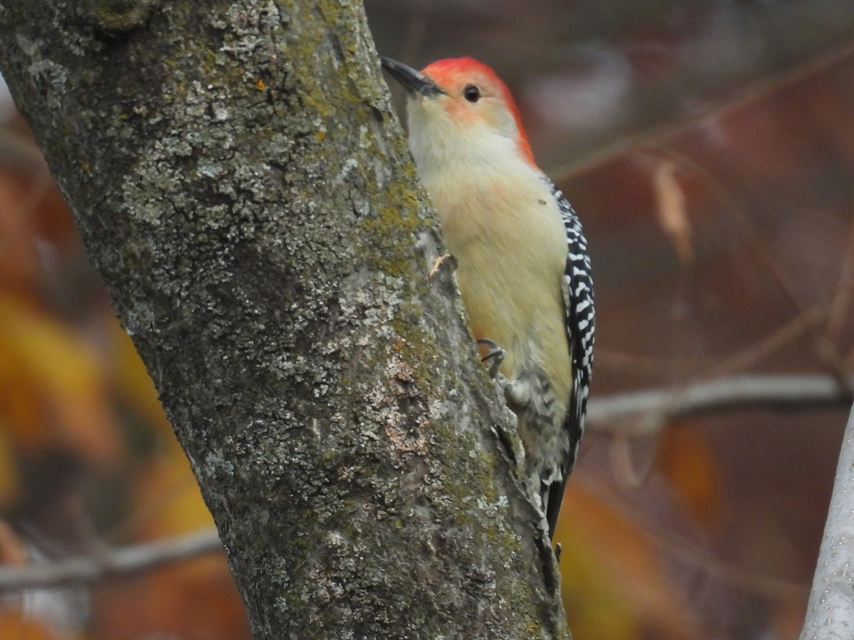 Red-bellied Woodpecker - ML644769690