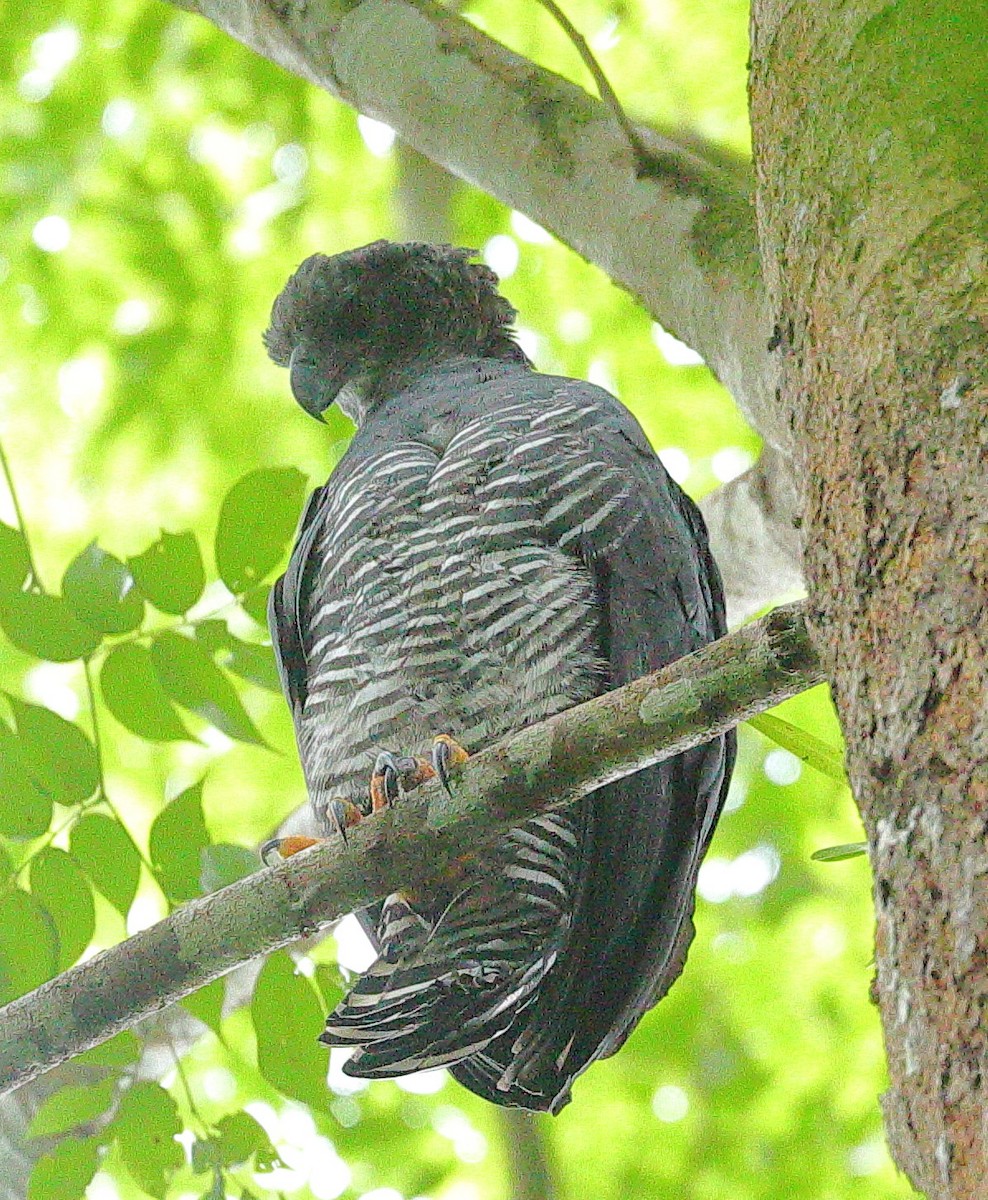 Crested Eagle - ML644769692