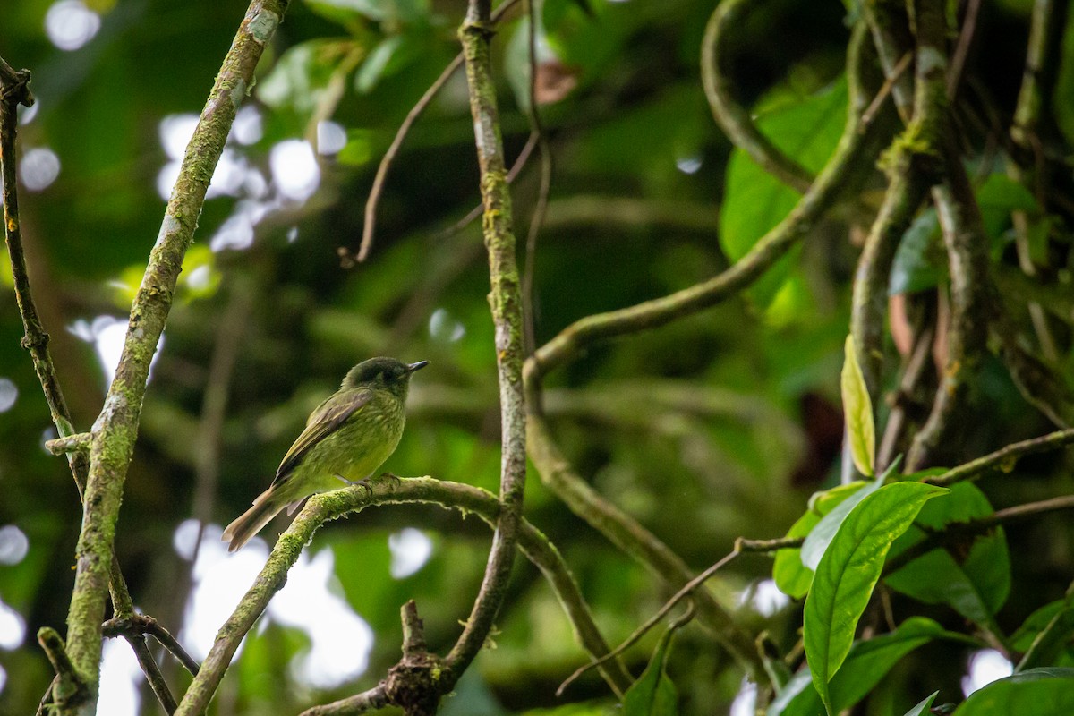 Olive-striped Flycatcher - ML644769695