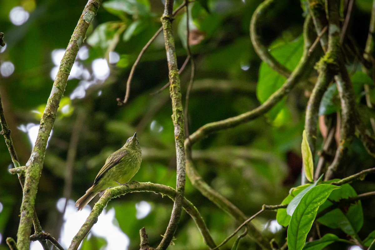 Olive-striped Flycatcher - ML644769696