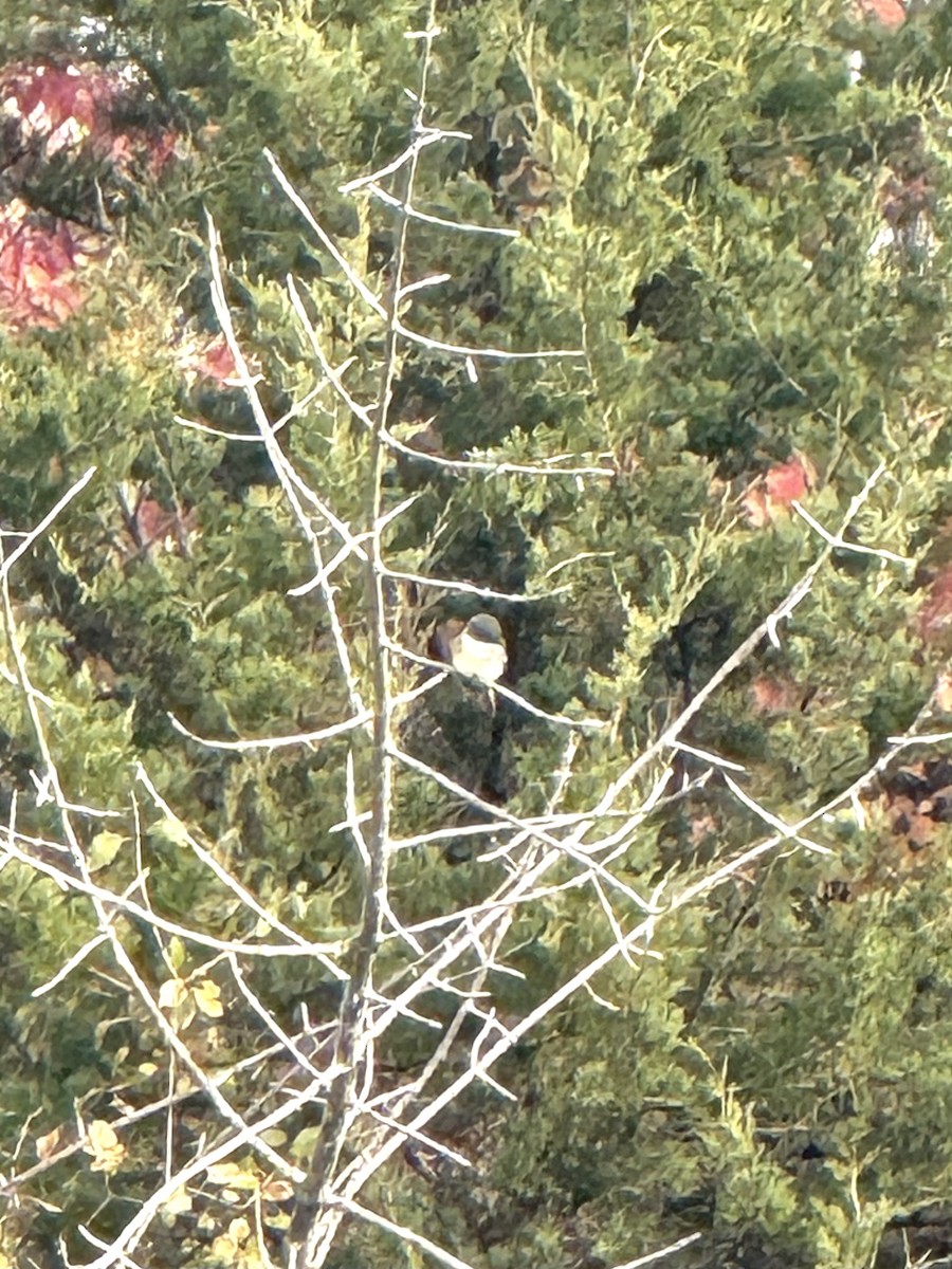 Eastern Phoebe - ML644769697