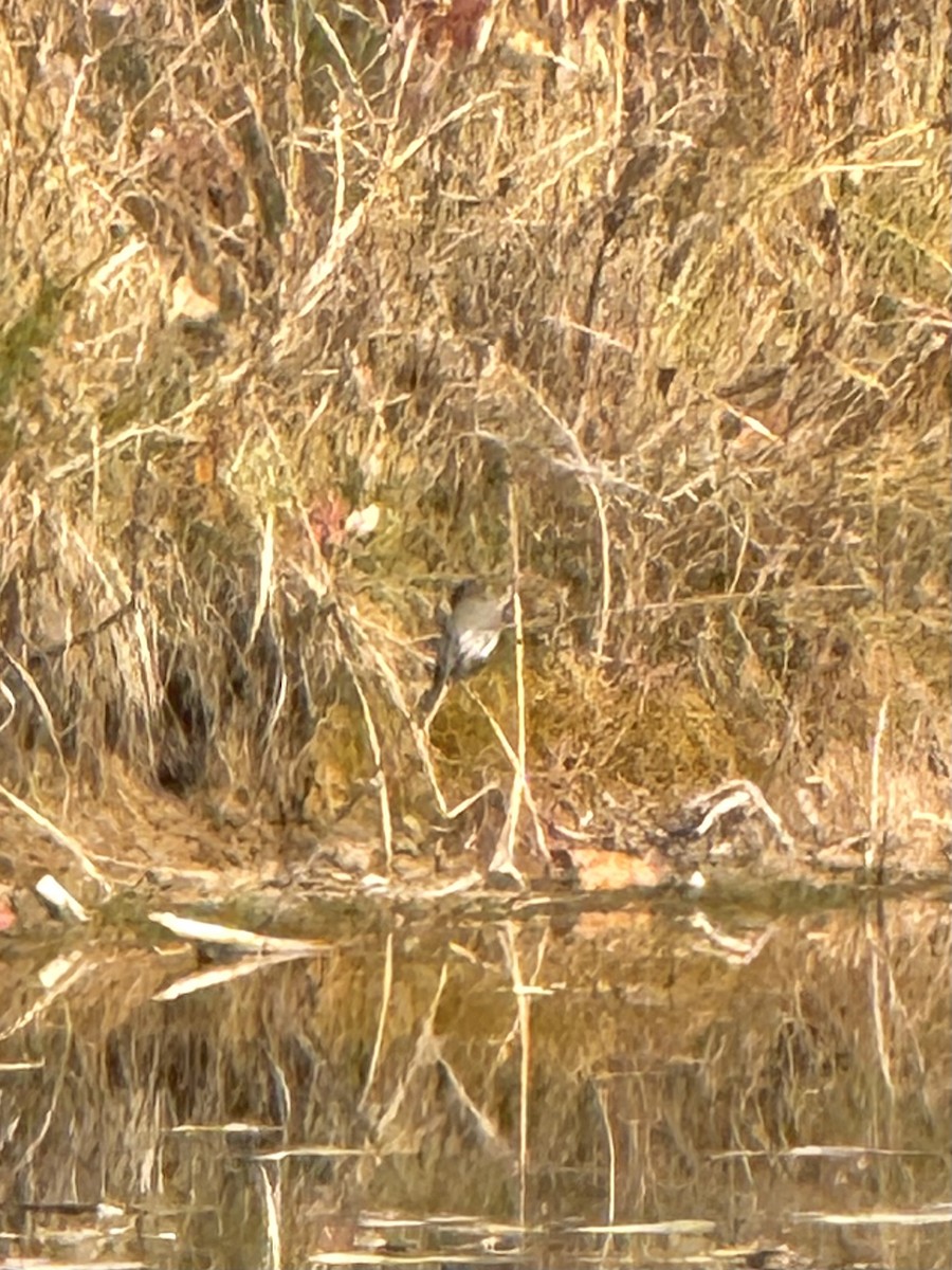 Eastern Phoebe - ML644769698