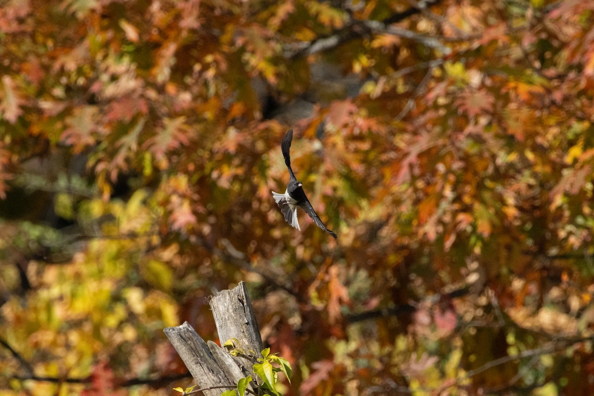 Dark-eyed Junco - ML644769708