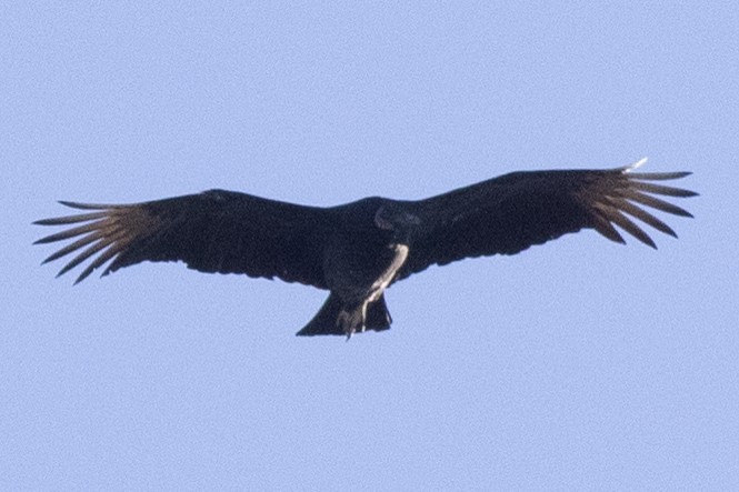 Катарта чорна - ML644769715