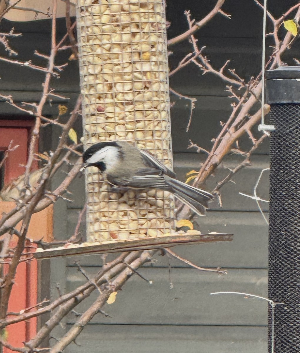 Black-capped Chickadee - ML644769717