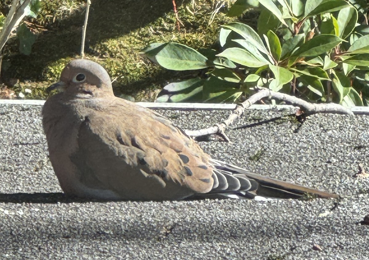 Zenaida Huilota - ML644769719