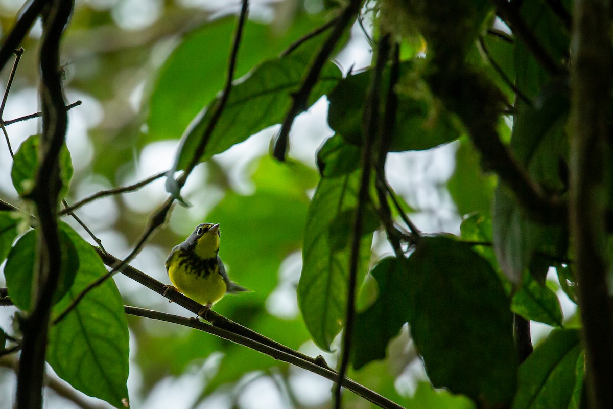 Paruline du Canada - ML644769720
