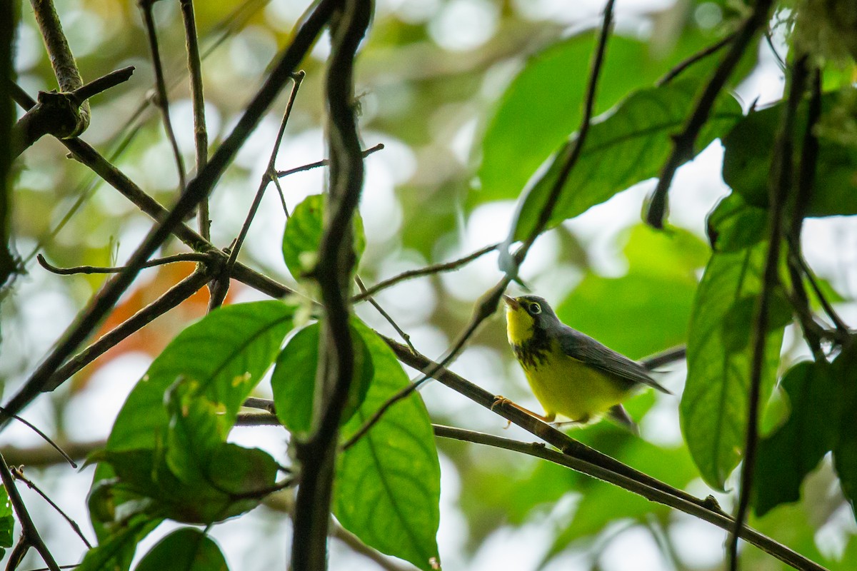 Paruline du Canada - ML644769722