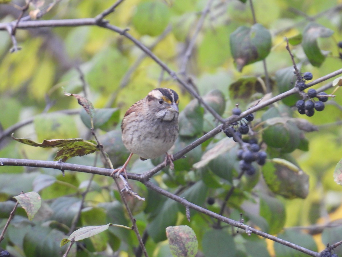 White-throated Sparrow - ML644769726