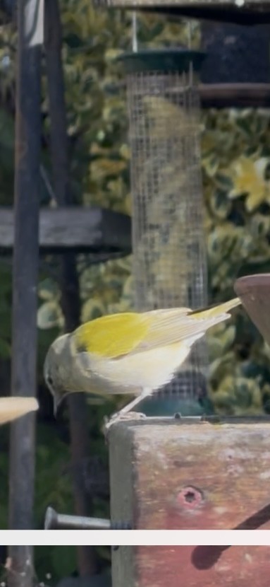 Tennessee Warbler - ML644769728