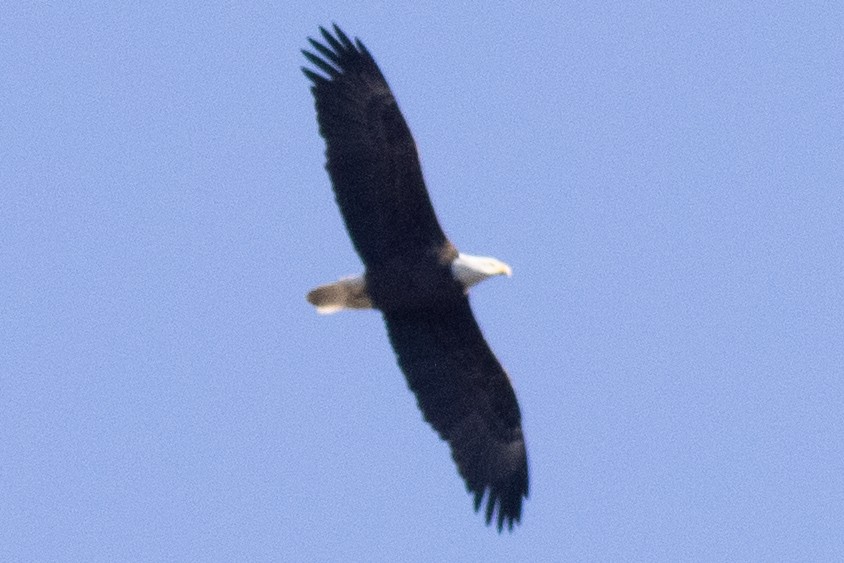 Itsas arrano buruzuria - ML644769734