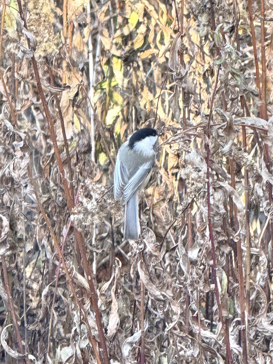 Black-capped Chickadee - ML644769749
