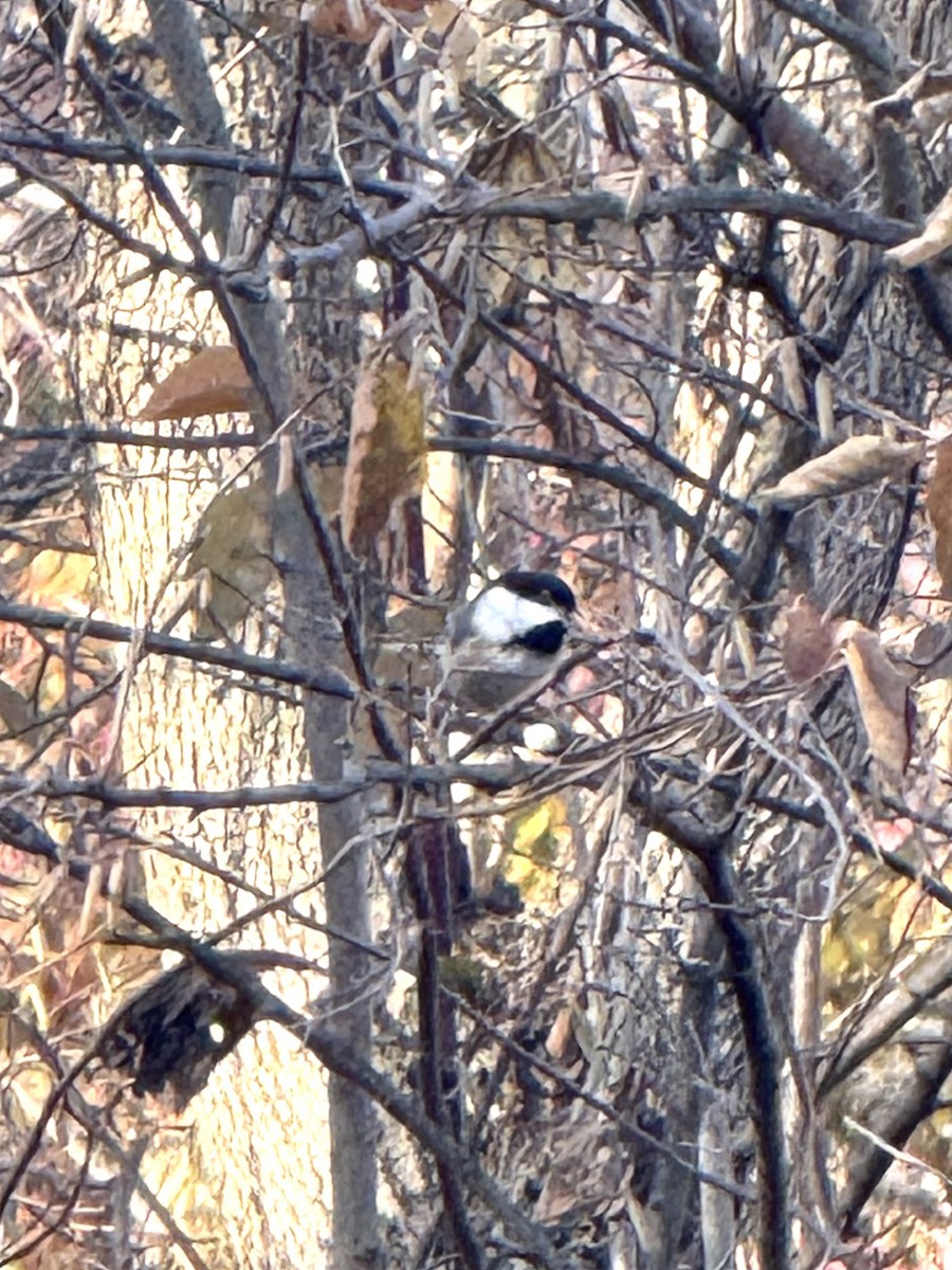 Black-capped Chickadee - ML644769757