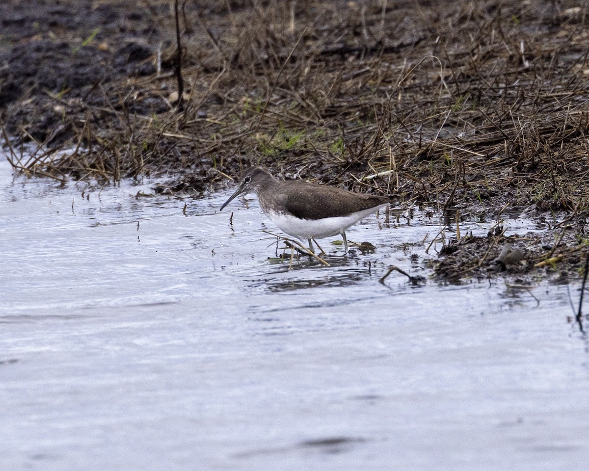 Green Sandpiper - ML644769759