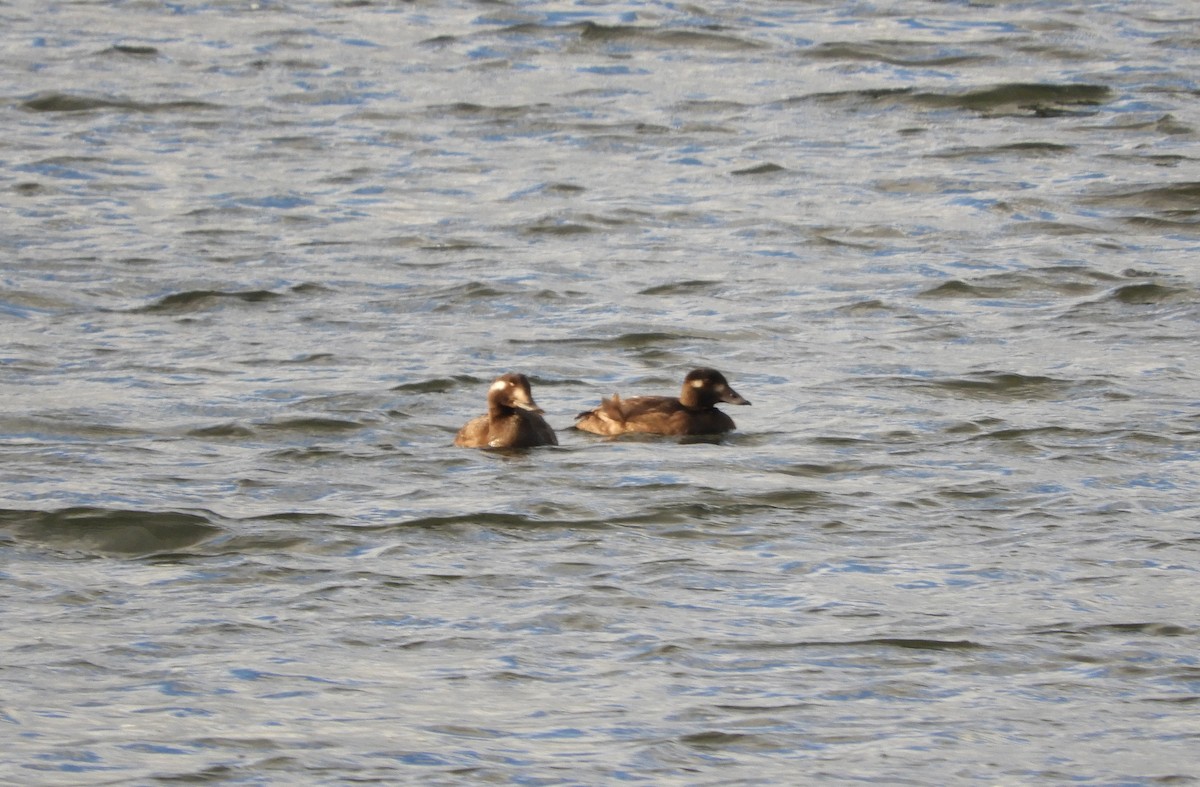 Surf Scoter - ML644769762