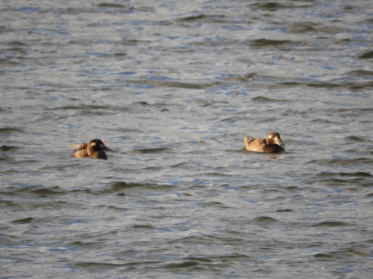 Surf Scoter - ML644769763