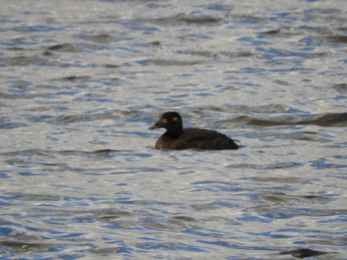 Surf Scoter - ML644769764