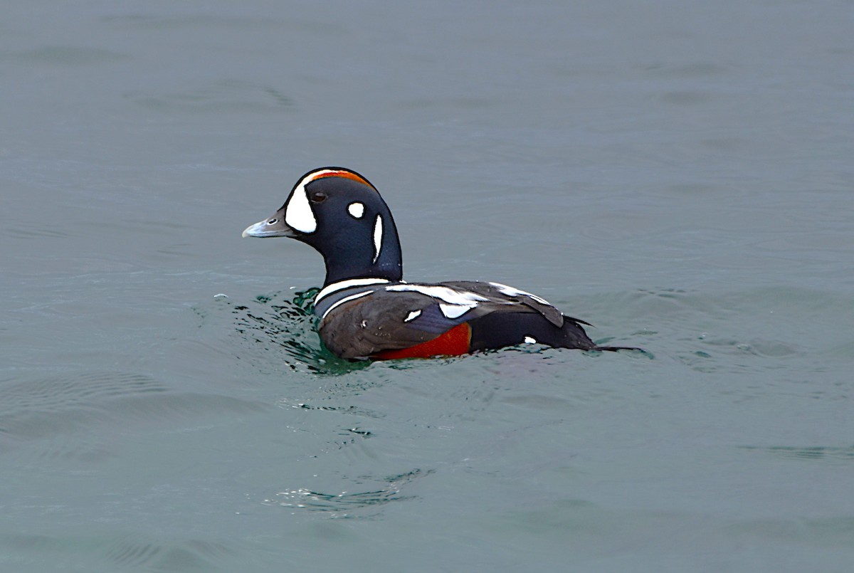 Harlequin Duck - ML644769765