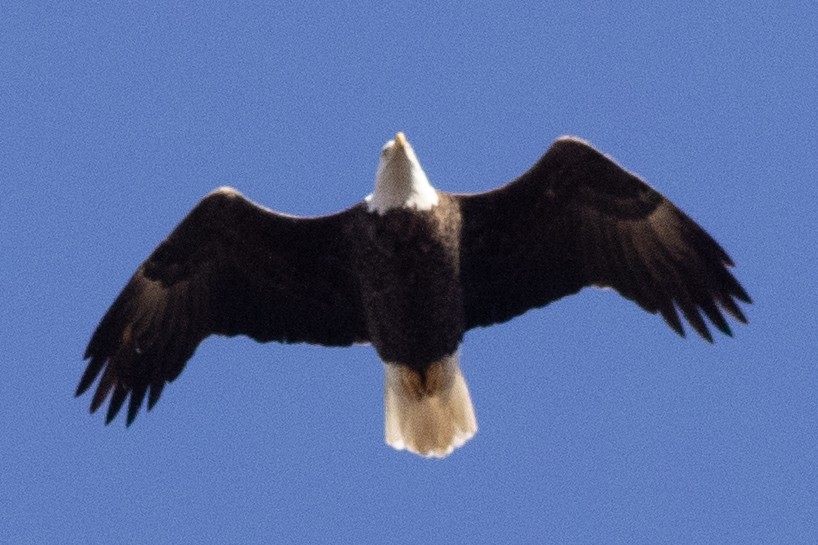 Itsas arrano buruzuria - ML644769770