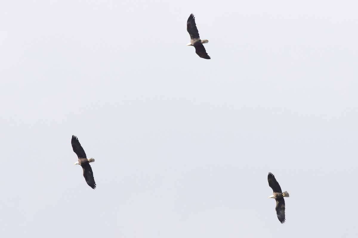 Itsas arrano buruzuria - ML644769771