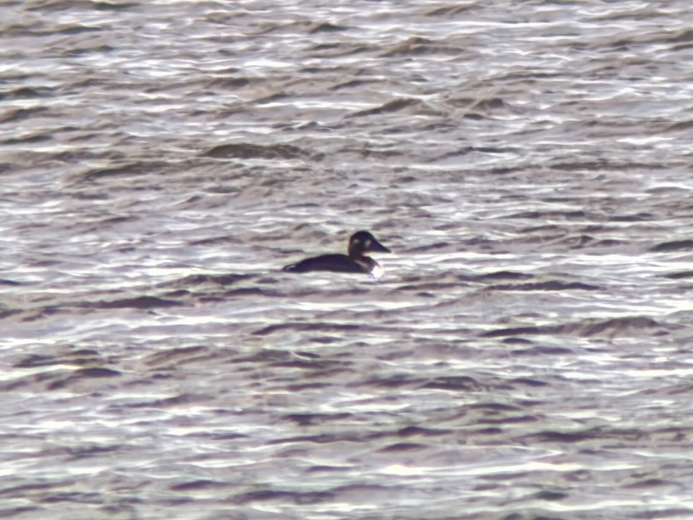 brilleand - ML644769772