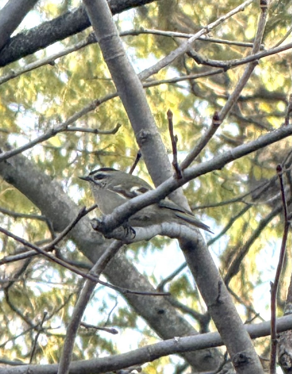 Golden-crowned Kinglet - ML644769774