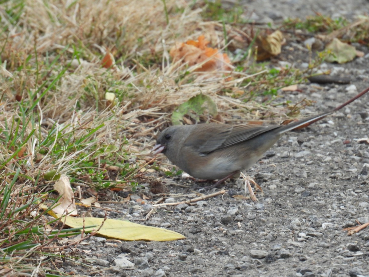 Dark-eyed Junco - ML644769775