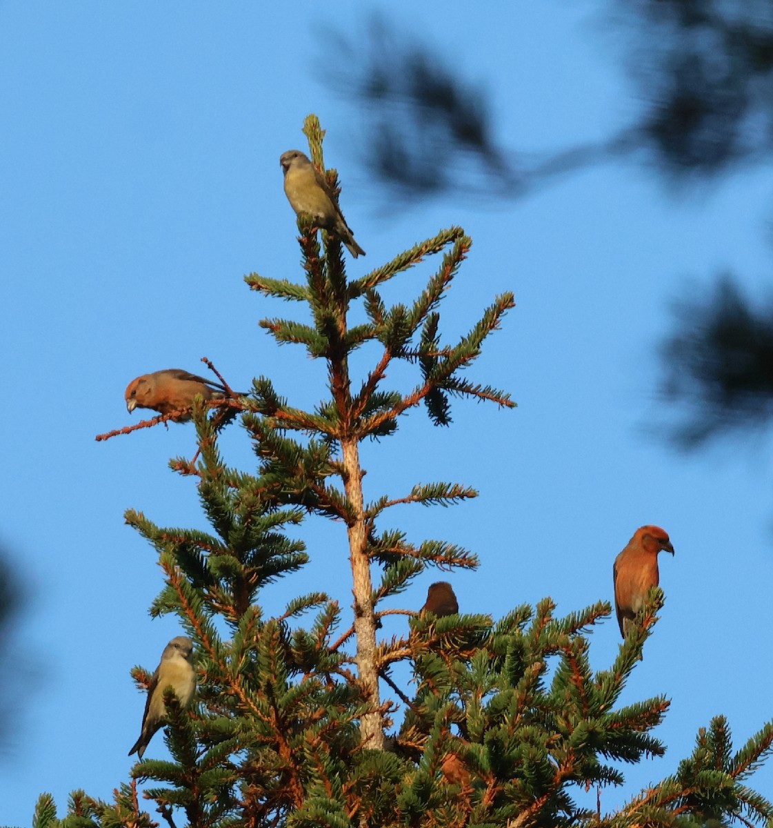 Red Crossbill - ML644769780