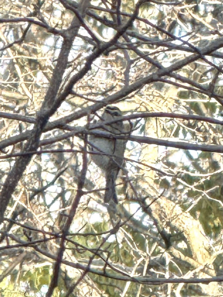 Golden-crowned Kinglet - ML644769785