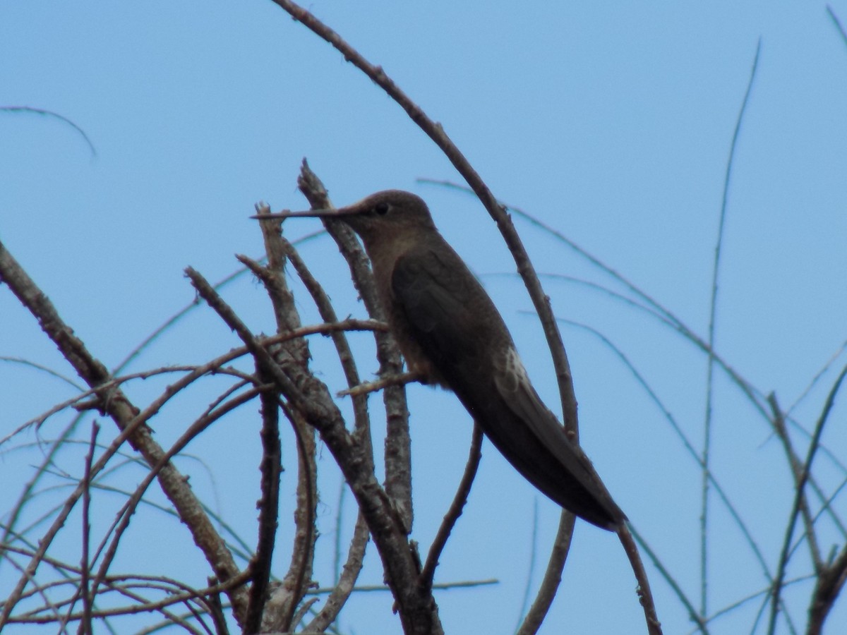 Giant Hummingbird - ML644769790